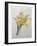 Narcisses-Pierre-Joseph Redoute-Framed Art Print