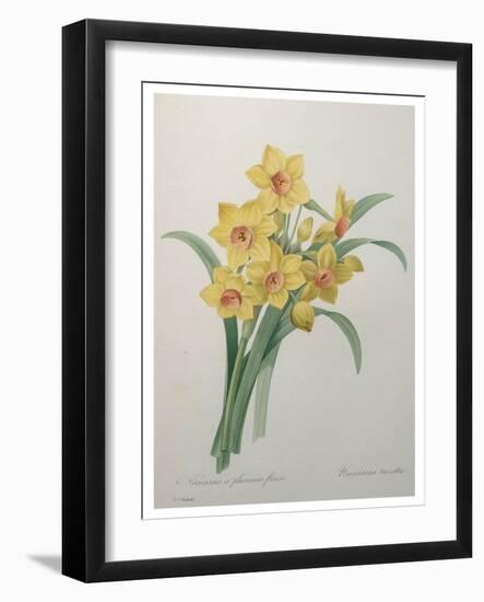 Narcisses-Pierre-Joseph Redoute-Framed Art Print