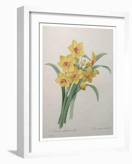 Narcisses-Pierre-Joseph Redoute-Framed Art Print
