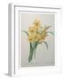 Narcisses-Pierre-Joseph Redoute-Framed Art Print