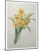 Narcisses-Pierre-Joseph Redoute-Mounted Art Print