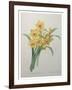 Narcisses-Pierre-Joseph Redoute-Framed Art Print