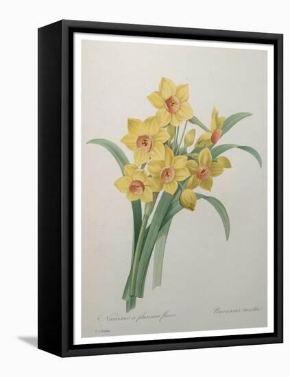 Narcisses-Pierre-Joseph Redoute-Framed Stretched Canvas