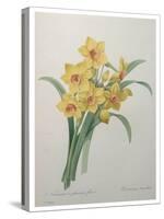 Narcisses-Pierre-Joseph Redoute-Stretched Canvas