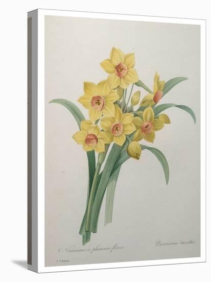 Narcisses-Pierre-Joseph Redoute-Stretched Canvas