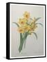 Narcisses-Pierre-Joseph Redoute-Framed Stretched Canvas