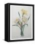 Narcisses-Pierre-Joseph Redoute-Framed Stretched Canvas