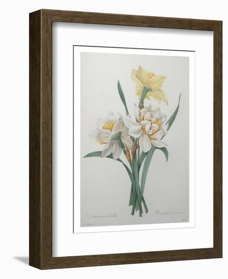 Narcisses-Pierre-Joseph Redoute-Framed Art Print