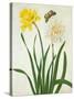 Narcissi and Butterfly (W/C and Gouache with Gold over Pencil on Vellum)-Matilda Conyers-Stretched Canvas