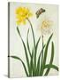 Narcissi and Butterfly (W/C and Gouache with Gold over Pencil on Vellum)-Matilda Conyers-Stretched Canvas