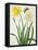 Narcissi and Butterfly (W/C and Gouache with Gold over Pencil on Vellum)-Matilda Conyers-Framed Stretched Canvas
