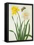 Narcissi and Butterfly (W/C and Gouache with Gold over Pencil on Vellum)-Matilda Conyers-Framed Stretched Canvas