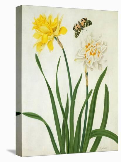 Narcissi and Butterfly (W/C and Gouache with Gold over Pencil on Vellum)-Matilda Conyers-Stretched Canvas