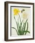 Narcissi and Butterfly (W/C and Gouache with Gold over Pencil on Vellum)-Matilda Conyers-Framed Premium Giclee Print