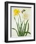 Narcissi and Butterfly (W/C and Gouache with Gold over Pencil on Vellum)-Matilda Conyers-Framed Premium Giclee Print