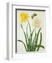 Narcissi and Butterfly (W/C and Gouache with Gold over Pencil on Vellum)-Matilda Conyers-Framed Premium Giclee Print