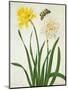 Narcissi and Butterfly (W/C and Gouache with Gold over Pencil on Vellum)-Matilda Conyers-Mounted Premium Giclee Print