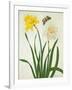 Narcissi and Butterfly (W/C and Gouache with Gold over Pencil on Vellum)-Matilda Conyers-Framed Giclee Print