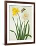 Narcissi and Butterfly (W/C and Gouache with Gold over Pencil on Vellum)-Matilda Conyers-Framed Giclee Print