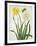 Narcissi and Butterfly (W/C and Gouache with Gold over Pencil on Vellum)-Matilda Conyers-Framed Giclee Print