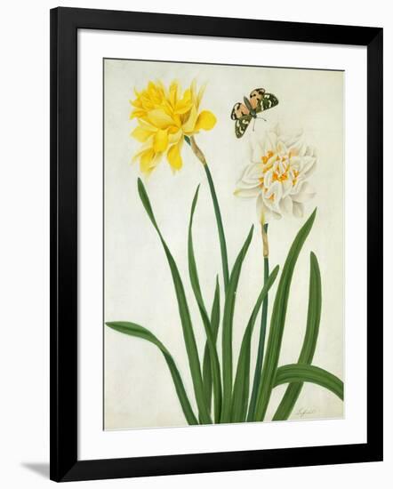 Narcissi and Butterfly (W/C and Gouache with Gold over Pencil on Vellum)-Matilda Conyers-Framed Giclee Print