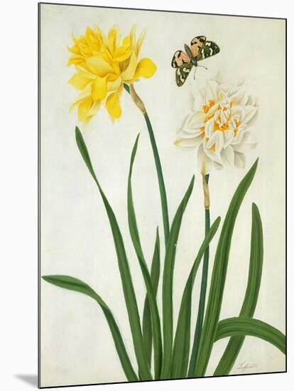 Narcissi and Butterfly (W/C and Gouache with Gold over Pencil on Vellum)-Matilda Conyers-Mounted Giclee Print