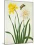 Narcissi and Butterfly (W/C and Gouache with Gold over Pencil on Vellum)-Matilda Conyers-Mounted Giclee Print