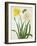 Narcissi and Butterfly (W/C and Gouache with Gold over Pencil on Vellum)-Matilda Conyers-Framed Giclee Print