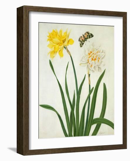 Narcissi and Butterfly (W/C and Gouache with Gold over Pencil on Vellum)-Matilda Conyers-Framed Giclee Print