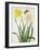 Narcissi and Butterfly (W/C and Gouache with Gold over Pencil on Vellum)-Matilda Conyers-Framed Giclee Print