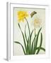 Narcissi and Butterfly (W/C and Gouache with Gold over Pencil on Vellum)-Matilda Conyers-Framed Giclee Print