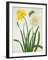 Narcissi and Butterfly (W/C and Gouache with Gold over Pencil on Vellum)-Matilda Conyers-Framed Giclee Print