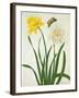 Narcissi and Butterfly (W/C and Gouache with Gold over Pencil on Vellum)-Matilda Conyers-Framed Giclee Print