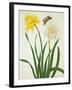 Narcissi and Butterfly (W/C and Gouache with Gold over Pencil on Vellum)-Matilda Conyers-Framed Giclee Print