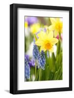 Narcissi, Daffodils, Grape Hyacinths-Sweet Ink-Framed Photographic Print