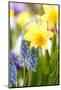 Narcissi, Daffodils, Grape Hyacinths-Sweet Ink-Mounted Photographic Print