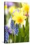 Narcissi, Daffodils, Grape Hyacinths-Sweet Ink-Stretched Canvas