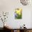 Narcissi, Daffodils, Grape Hyacinths-Sweet Ink-Photographic Print displayed on a wall