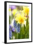 Narcissi, Daffodils, Grape Hyacinths-Sweet Ink-Framed Photographic Print