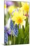 Narcissi, Daffodils, Grape Hyacinths-Sweet Ink-Mounted Photographic Print