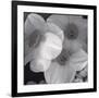 Narcissi for the Wedding I-Richard Sutton-Framed Premium Giclee Print
