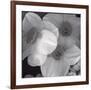 Narcissi for the Wedding I-Richard Sutton-Framed Premium Giclee Print