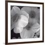 Narcissi for the Wedding I-Richard Sutton-Framed Premium Giclee Print