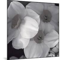 Narcissi for the Wedding I-Richard Sutton-Mounted Premium Giclee Print