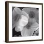 Narcissi for the Wedding I-Richard Sutton-Framed Art Print