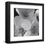 Narcissi for the Wedding II-Richard Sutton-Framed Art Print