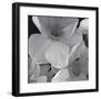 Narcissi for the Wedding II-Richard Sutton-Framed Art Print