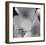 Narcissi for the Wedding II-Richard Sutton-Framed Art Print