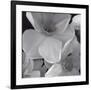 Narcissi for the Wedding II-Richard Sutton-Framed Art Print