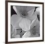 Narcissi for the Wedding II-Richard Sutton-Framed Art Print